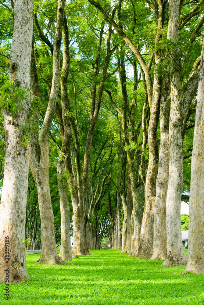 rows of trees and path in green grass