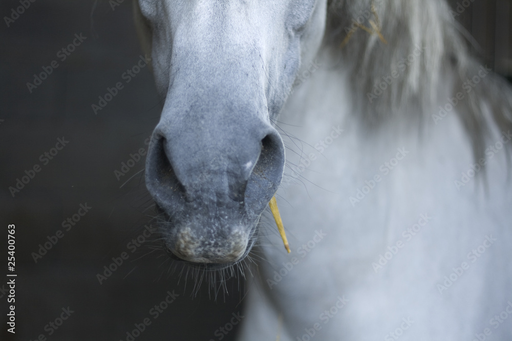 Naklejka premium cheval gris