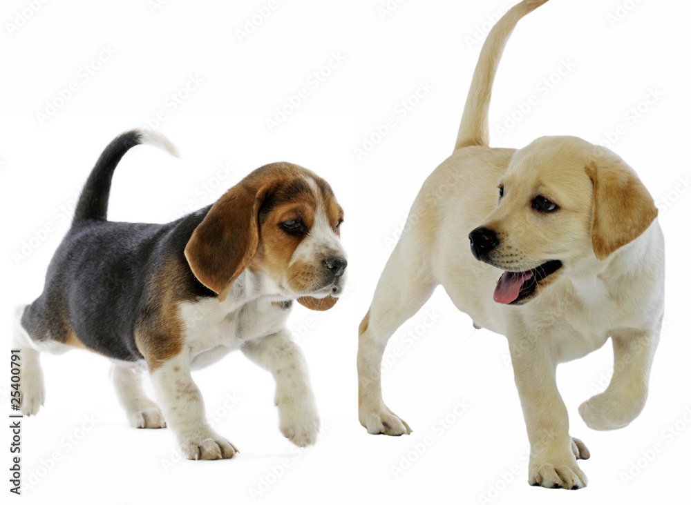 un chiot beagle marchant aux côtés d'un chiot  labrador
