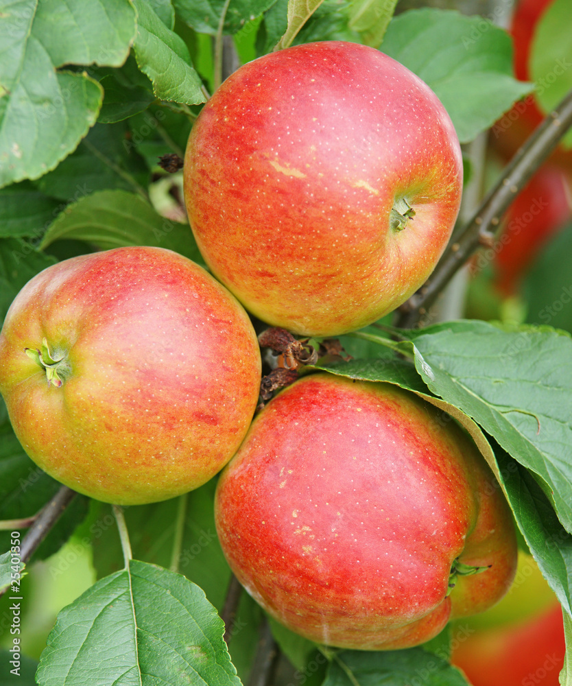 Reife leckere Äpfel - Delicious Apples Reife leckere Äpfel - Delicious Apples