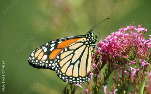 monarchfalter