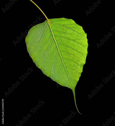leaf isolated on black background