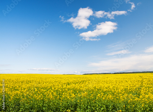 Green field with flowers under blue cloudy sky © Alexander Ozerov