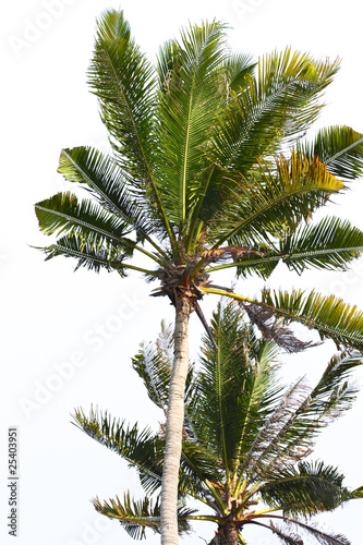 Philippines palm tree © Curioso.Photography