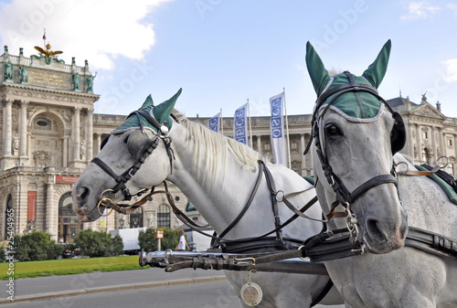 Fiaker Pferde, Wien