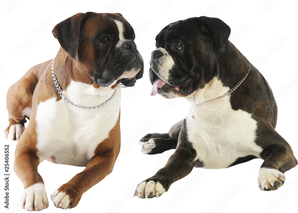 deux boxers se regardent