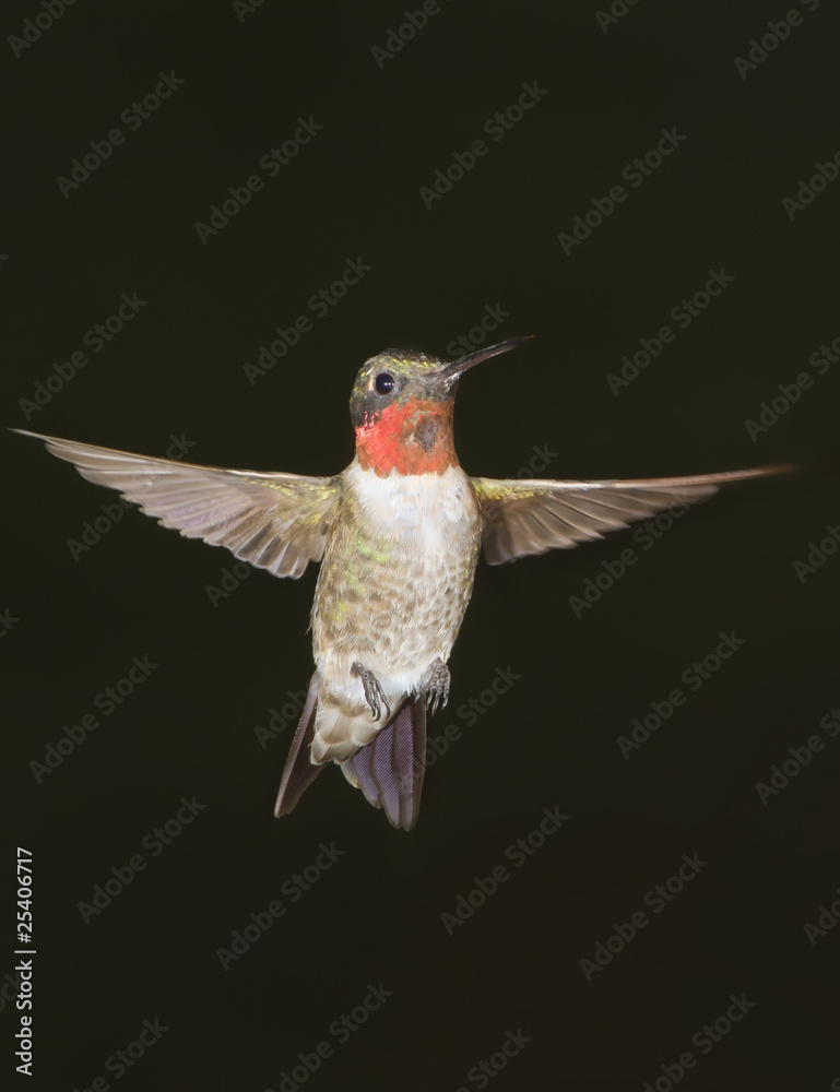 Fototapeta premium Flying ruby-throated hummingbird, male