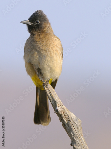 Bulbul photo