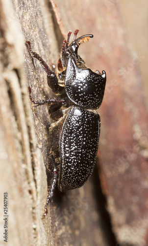 Male Rhinoceros Beetle (Sinodendron cylindricum) photo