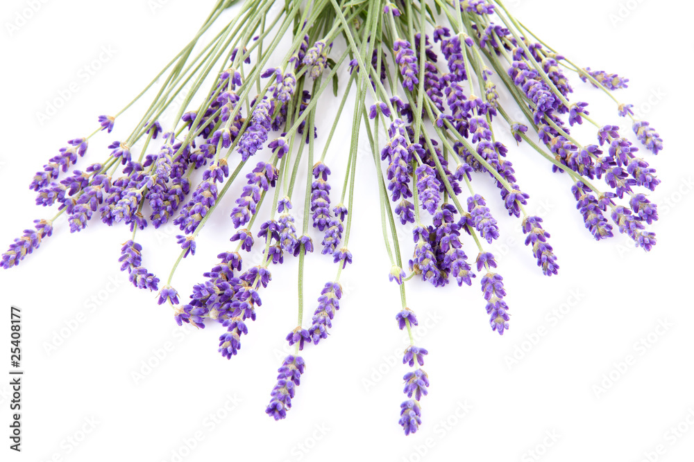 Fototapeta premium lavender over white background over white background