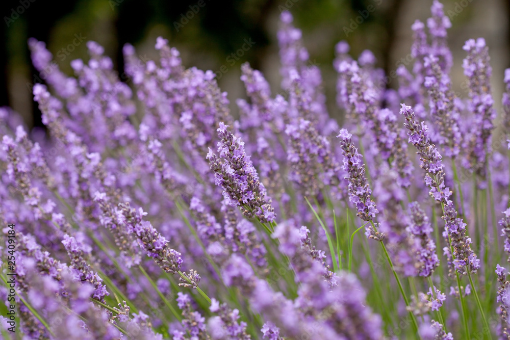 Fototapeta premium lavender flowers in closeup