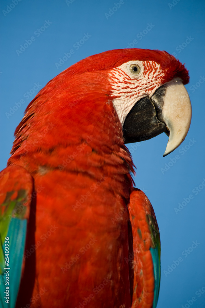 Naklejka premium colorful parrot, blue sky.