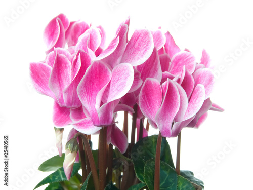 Pink cyclamen on a white background. photo