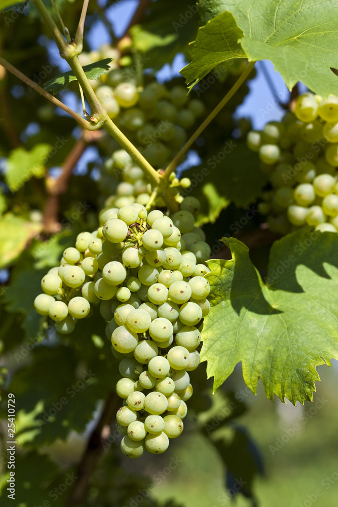 custom made wallpaper toronto digitalBunch of green grapes