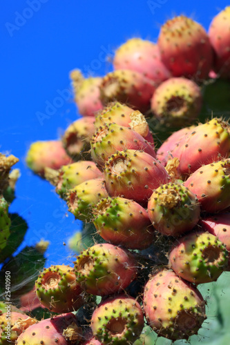 Red prickly pear cactus fruits photo