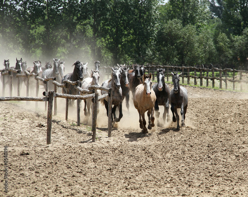 Puszta,galop