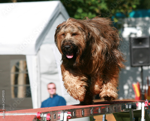 Briard aut Steg