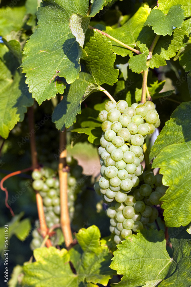 Green grapes in vineyard