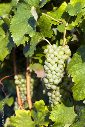 Wallpaper Mural Green grapes in vineyard Torontodigital.ca