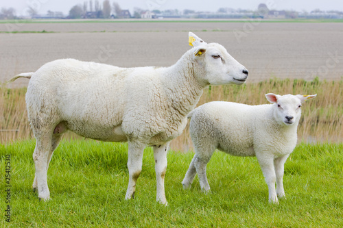 sheep with a lamb, Friesland, Netherlands