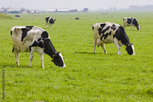 cows, Friesland, Netherlands