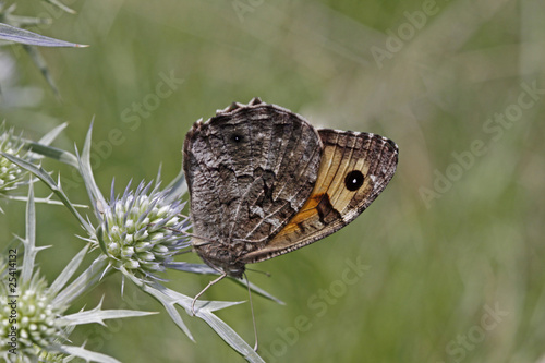 Hipparchia semele, Ockerbindiger Samtfalter - Grayling photo