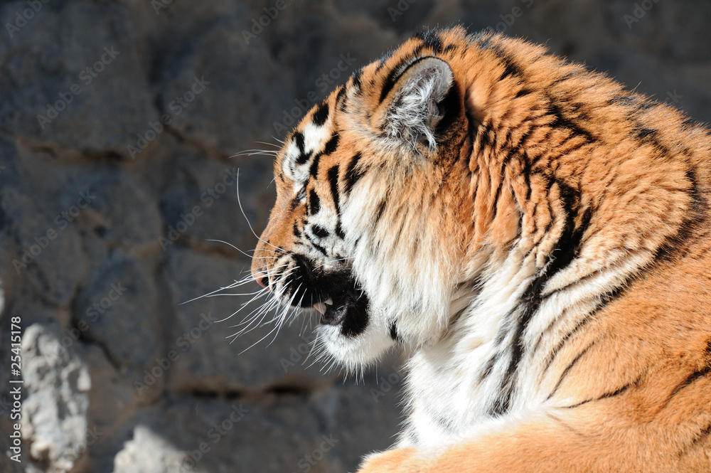 Naklejka premium Tiger with bared fangs