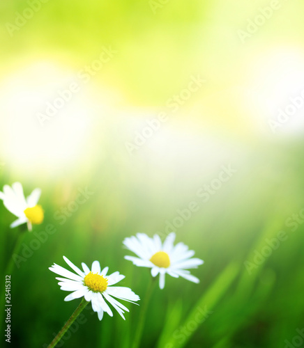 Daisies on a meadow