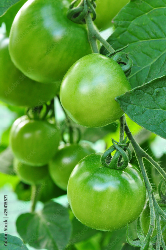 grüne Tomaten am Strauch grüne Tomaten am Strauch