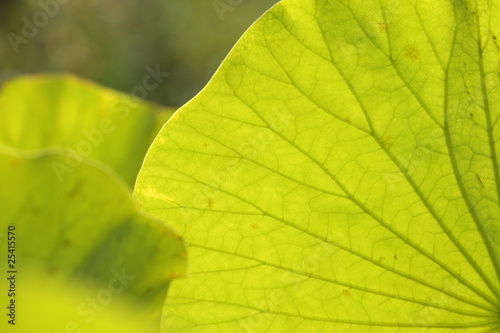 feuille de nelumbo nucifera,lotus sacré