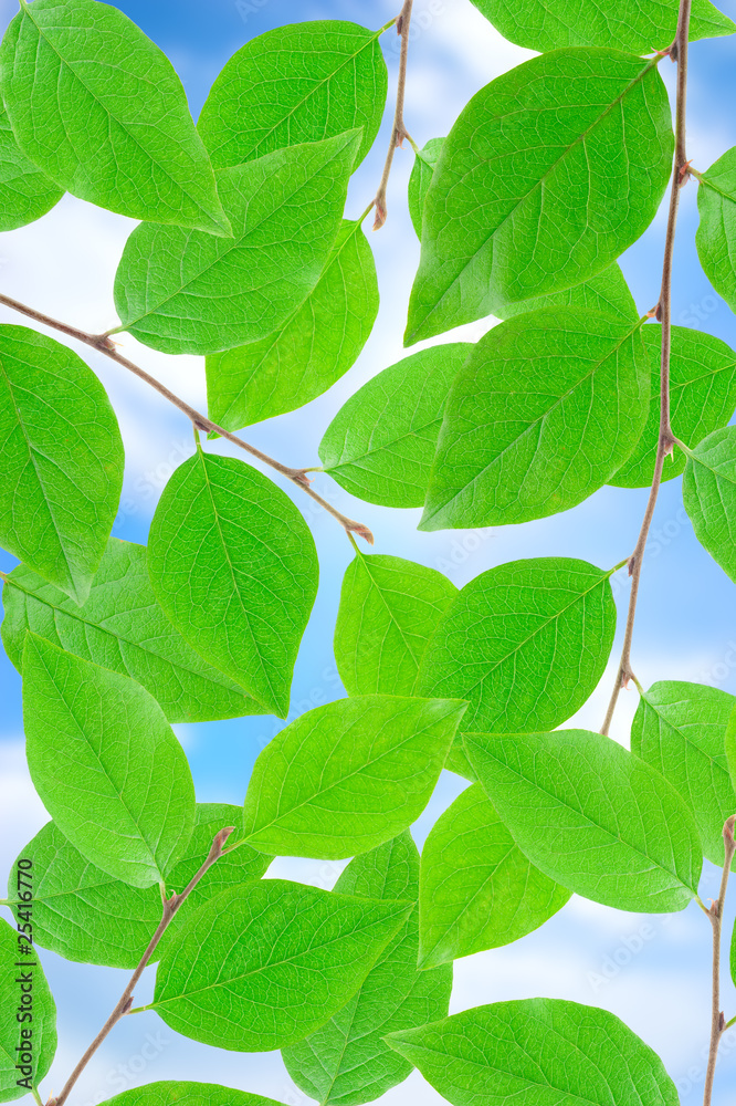 Fototapeta premium Green leafe in sunny day.