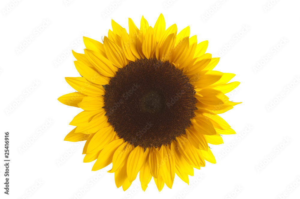 Fototapeta premium Sonnenblume