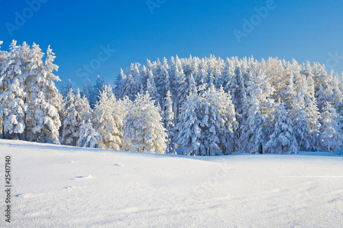 beautiful winter forest © Alexander Ozerov
