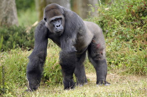 Gorille de 11 ans © Pascal Martin