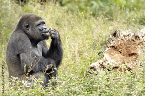 Gorille © Pascal Martin