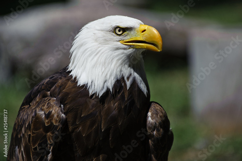 Eagle 1