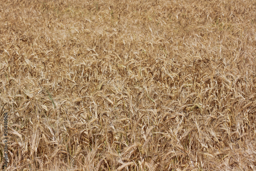 Field of wheat ears Field of wheat ears