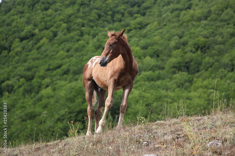 Fototapeta premium Horses Pasture in Green Field