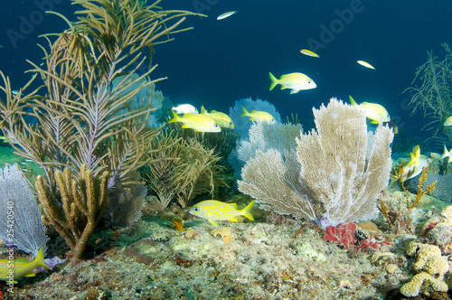 Coral Ledge Composition with fish aggregation