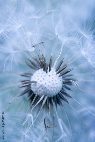 Dandelion abstract blue of background