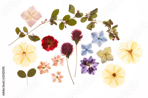 Fototapeta Naklejka Na Ścianę i Meble -  押し花