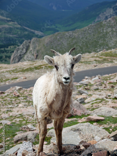 Bergziege Colorado