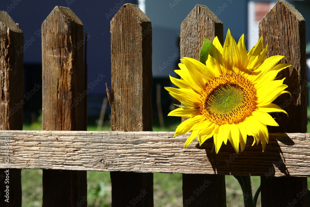 Fototapeta premium sonnenblume