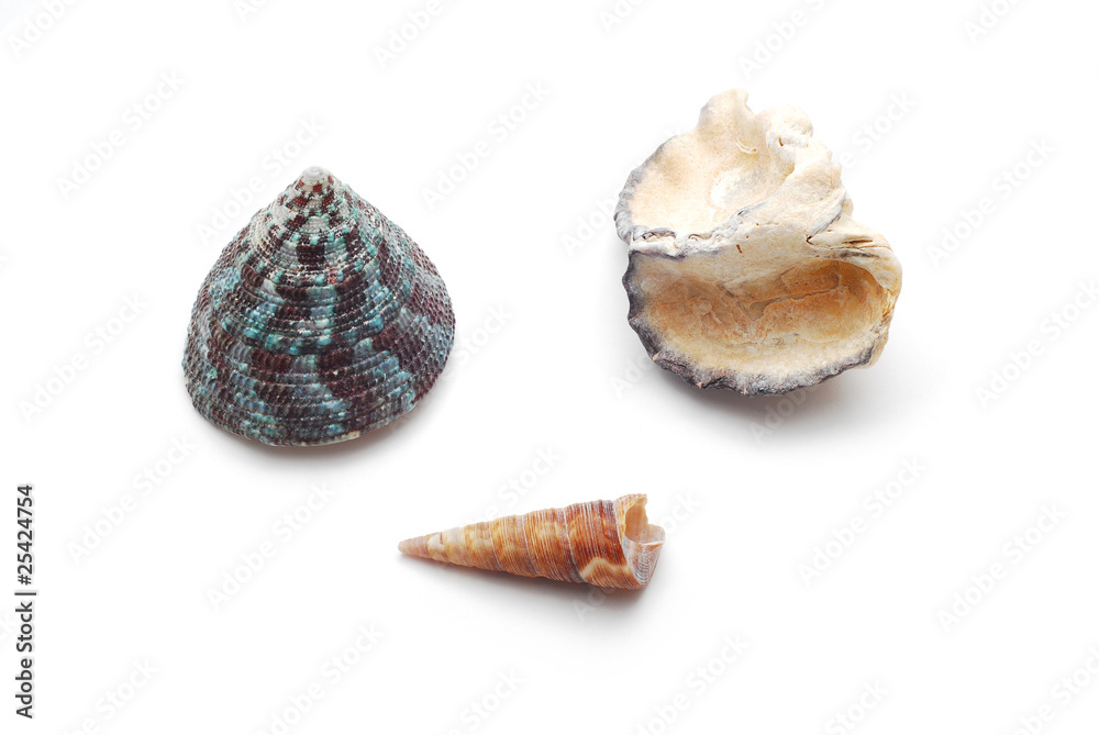 shells shells