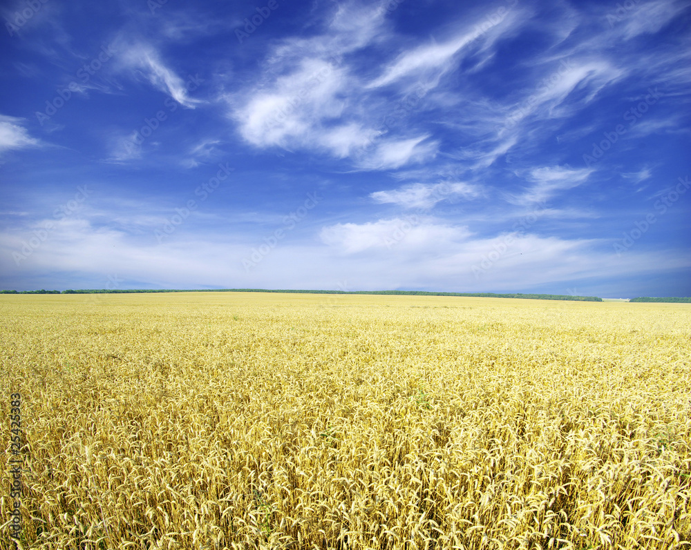 Fototapeta premium wheat field
