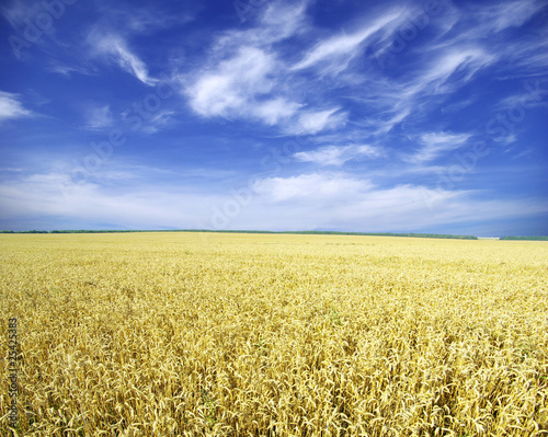 wheat field