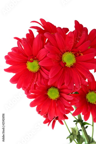 Bunch of red daisy chrysanthemums