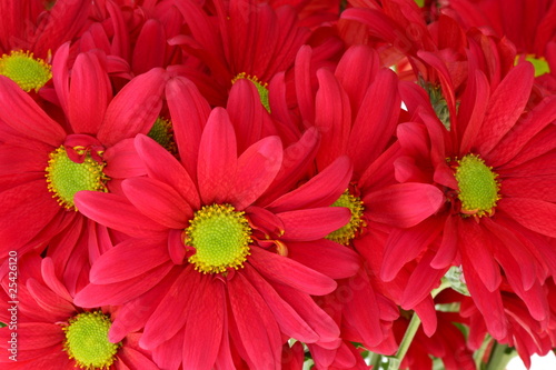 Bunch of red chrysanthemum daisies