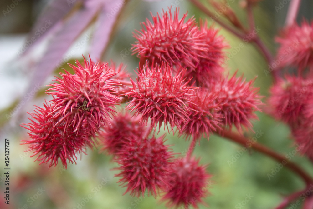 Palle rosse Palle rosse