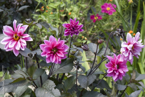 Dhalia